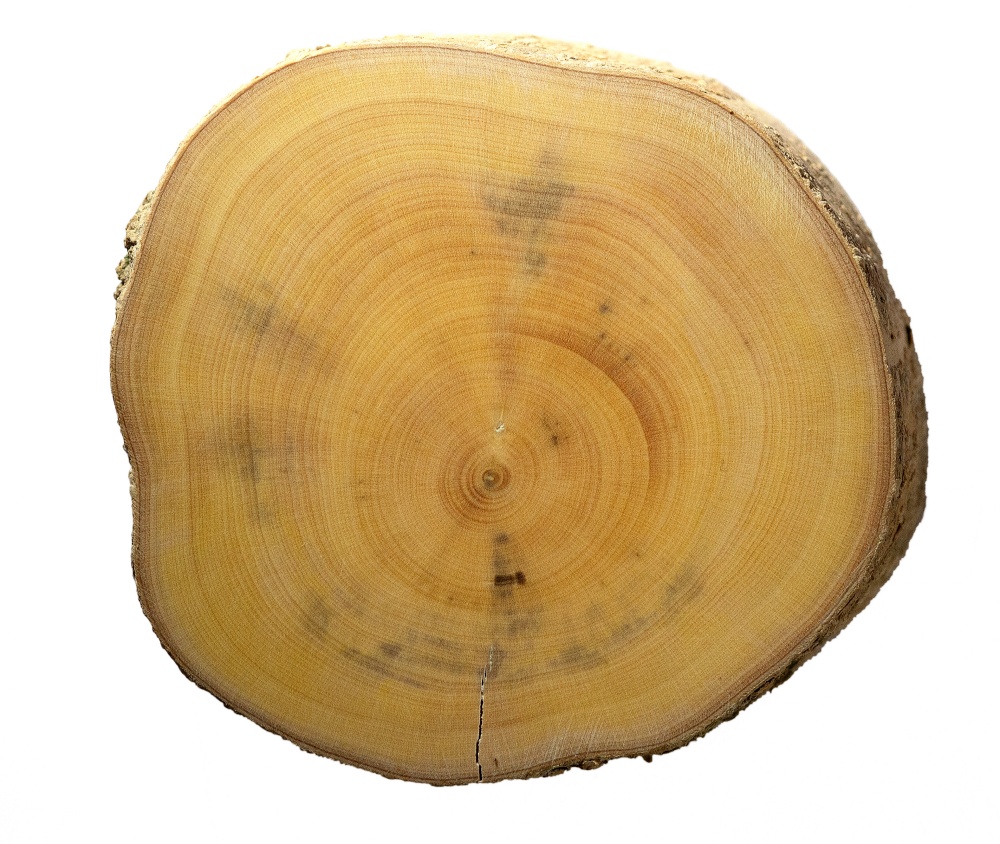 rosewood wood grain cross section